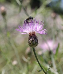 knapweed spotted fields flower hay dairy pastures msu stoebe centaurea michigan extension